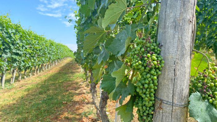 Weingärten im Piemont