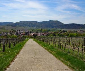 Radweg durch die Weinreben in der Pfalz