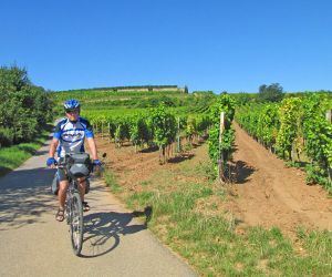 Cyclist in the vineyards in Palatinate