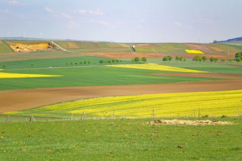 Landscape with yellow flower fields
