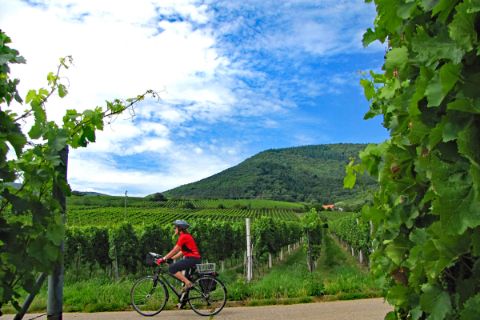 Cyclist in the vineyards in Palatinate
