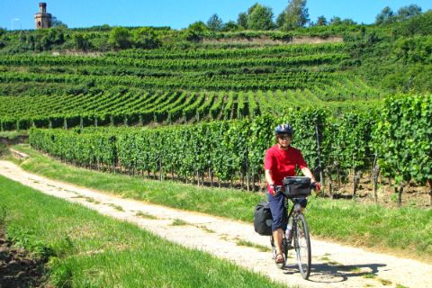 Cyclist on cycle path in vineyards of Palatinate